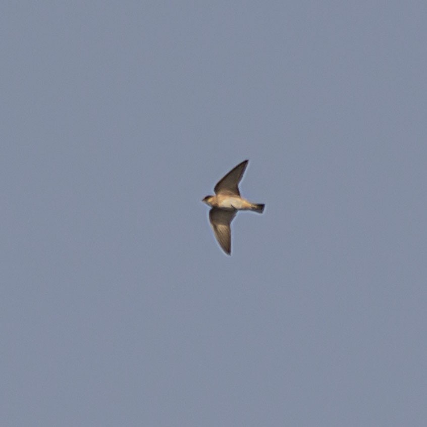 Cave Swallow - ML619359681