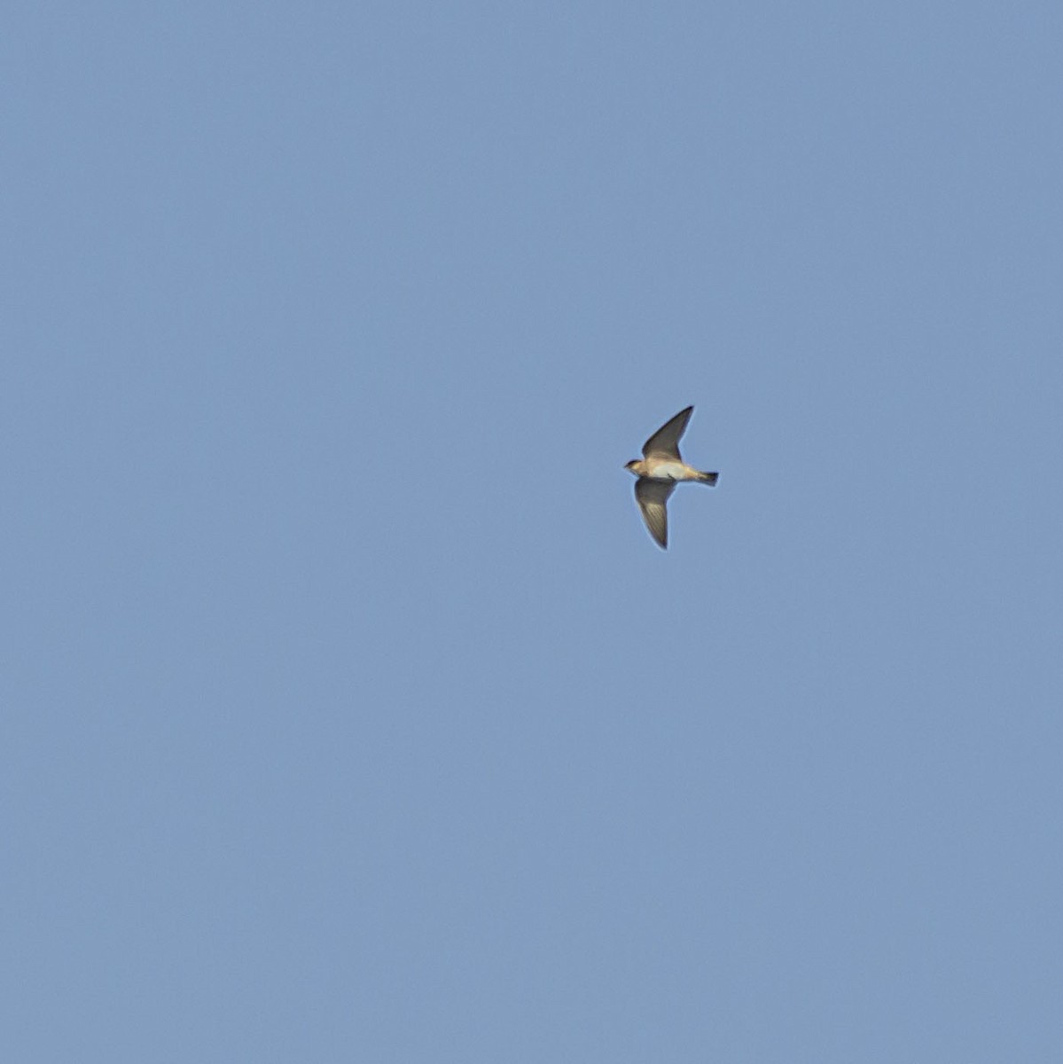 Cave Swallow - ML619359683