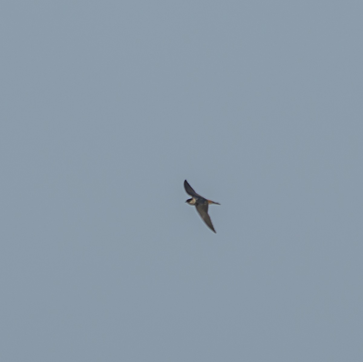Cave Swallow - ML619359685
