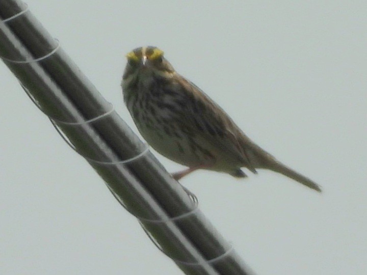 Savannah Sparrow - ML619359686