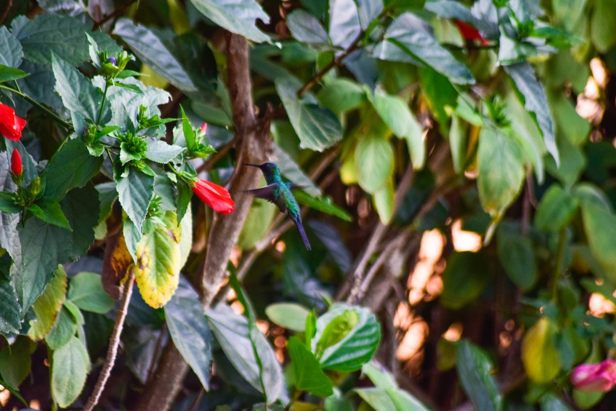 kolibřík fialovotemenný - ML619359712