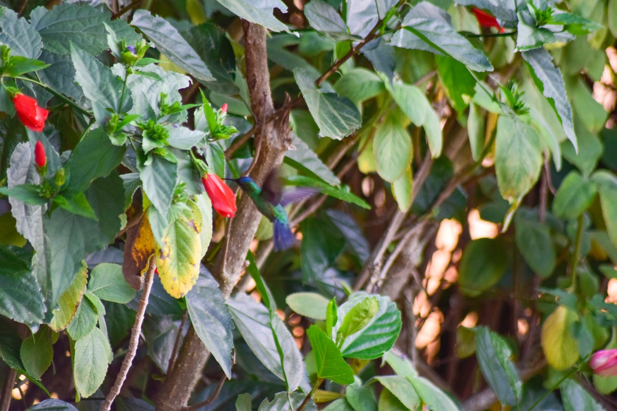 kolibřík fialovotemenný - ML619359713