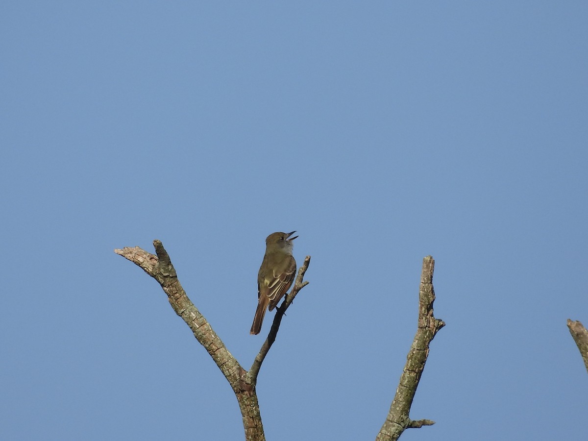 Great Crested Flycatcher - ML619359760