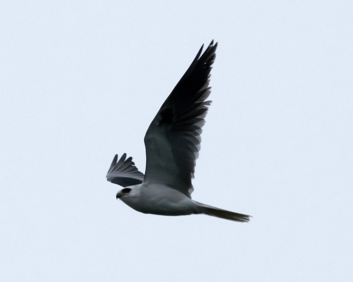 White-tailed Kite - ML619359767