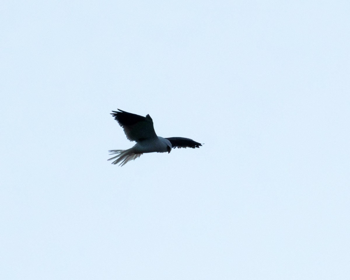White-tailed Kite - ML619359768