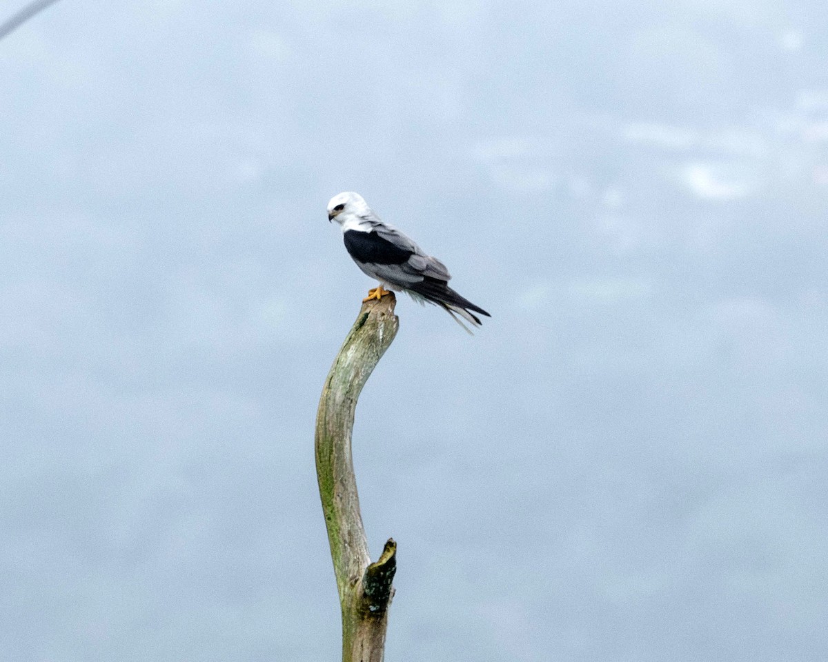 White-tailed Kite - ML619359769
