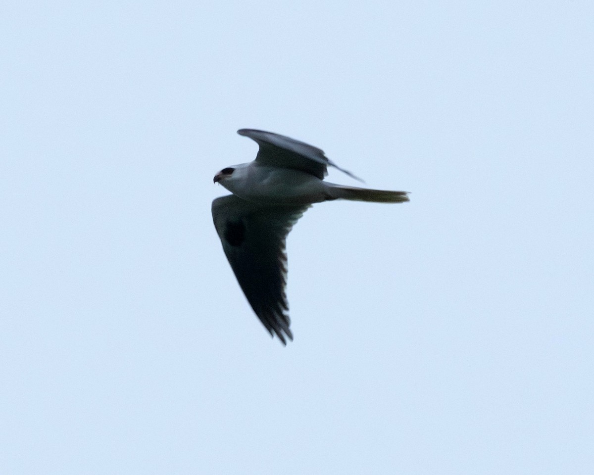 White-tailed Kite - ML619359770