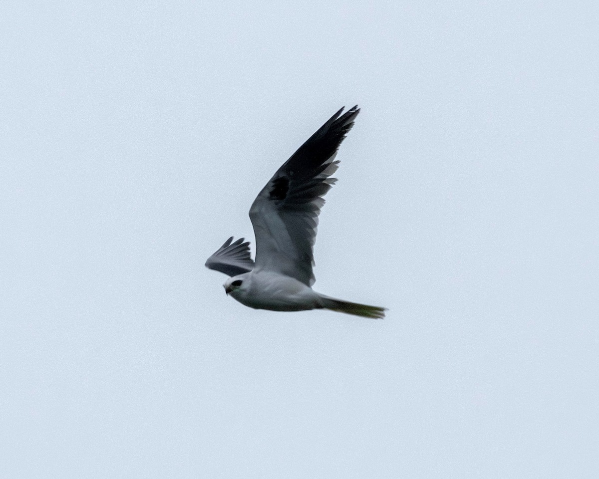 White-tailed Kite - ML619359771