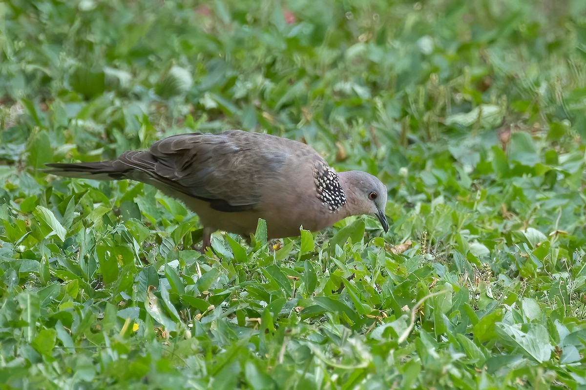 Spotted Dove - ML619359783