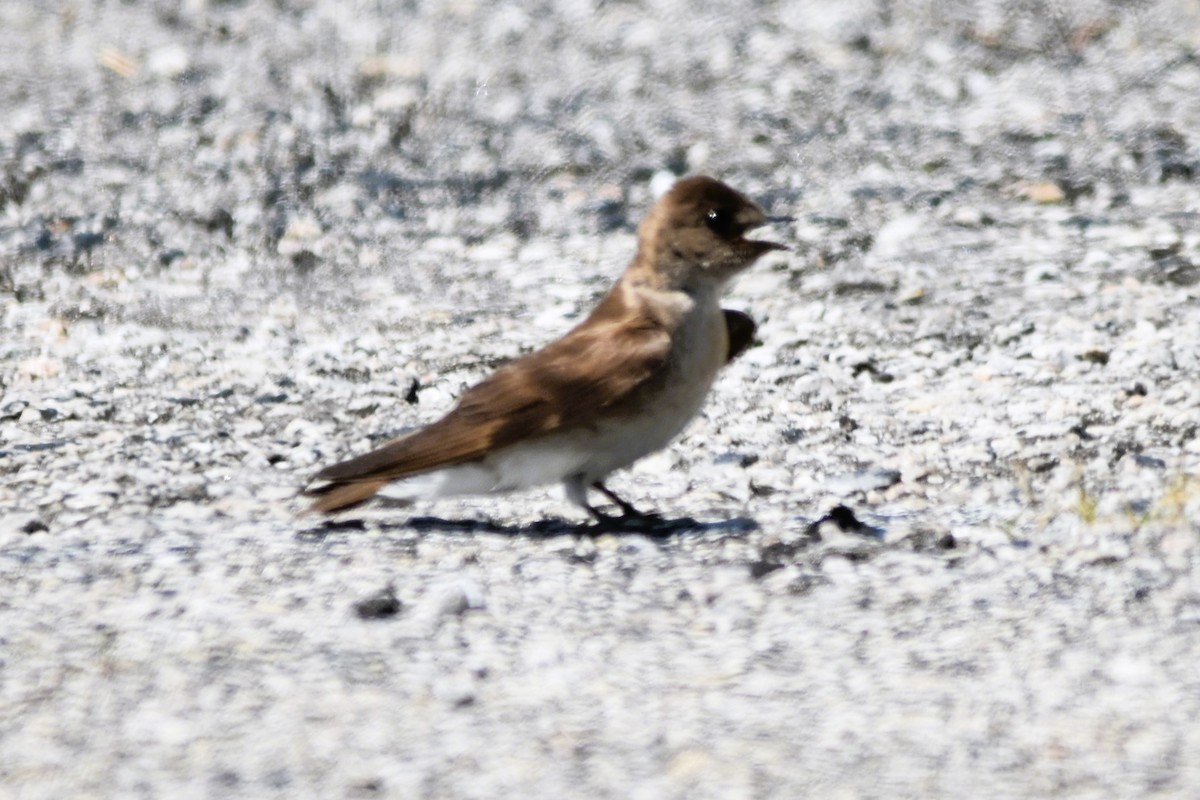 Northern Rough-winged Swallow - ML619359791