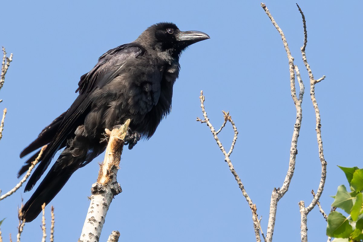 Large-billed Crow - ML619359807