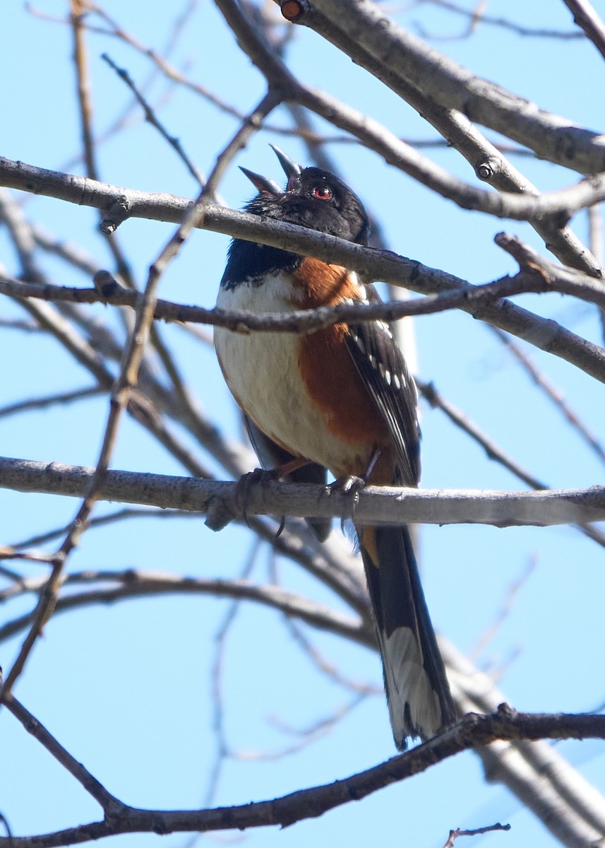 Spotted Towhee - ML619359856
