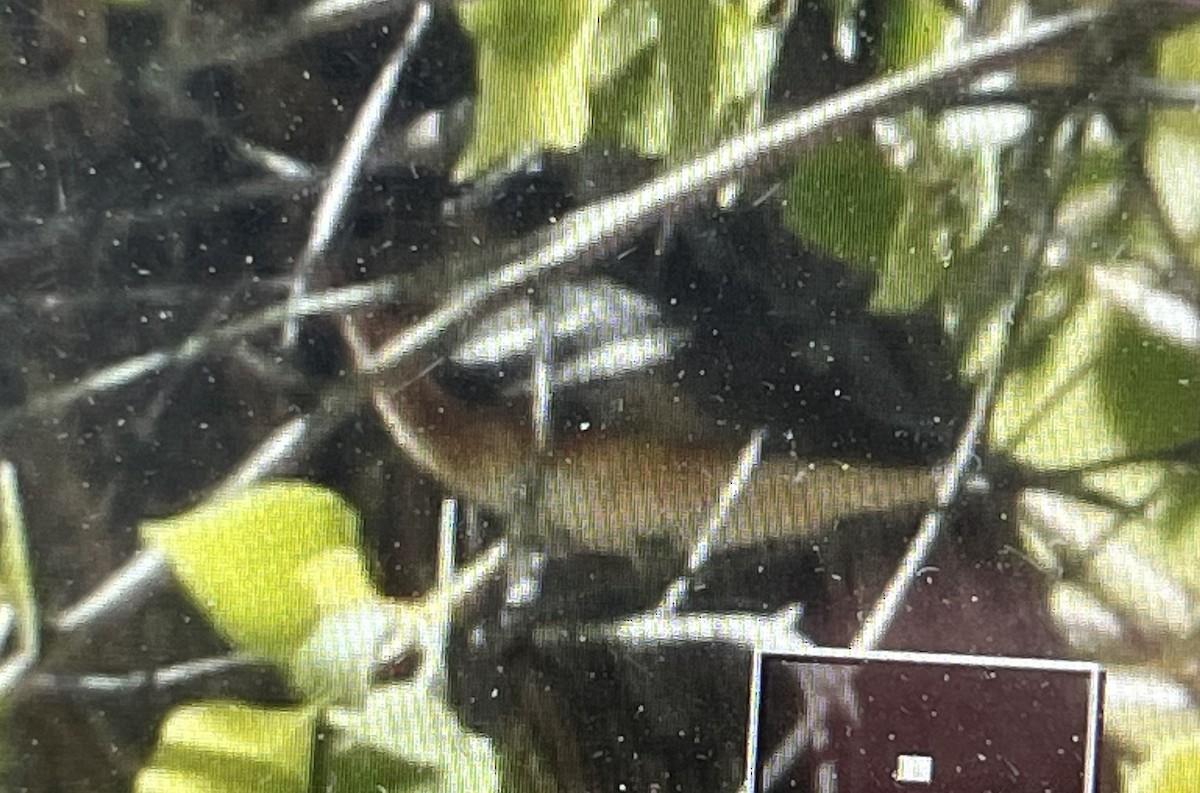 Bay-breasted Warbler - ML619359882