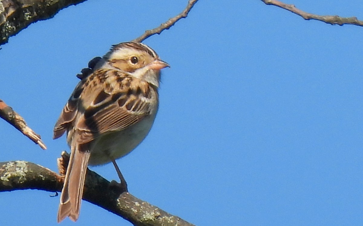 Clay-colored Sparrow - ML619359890