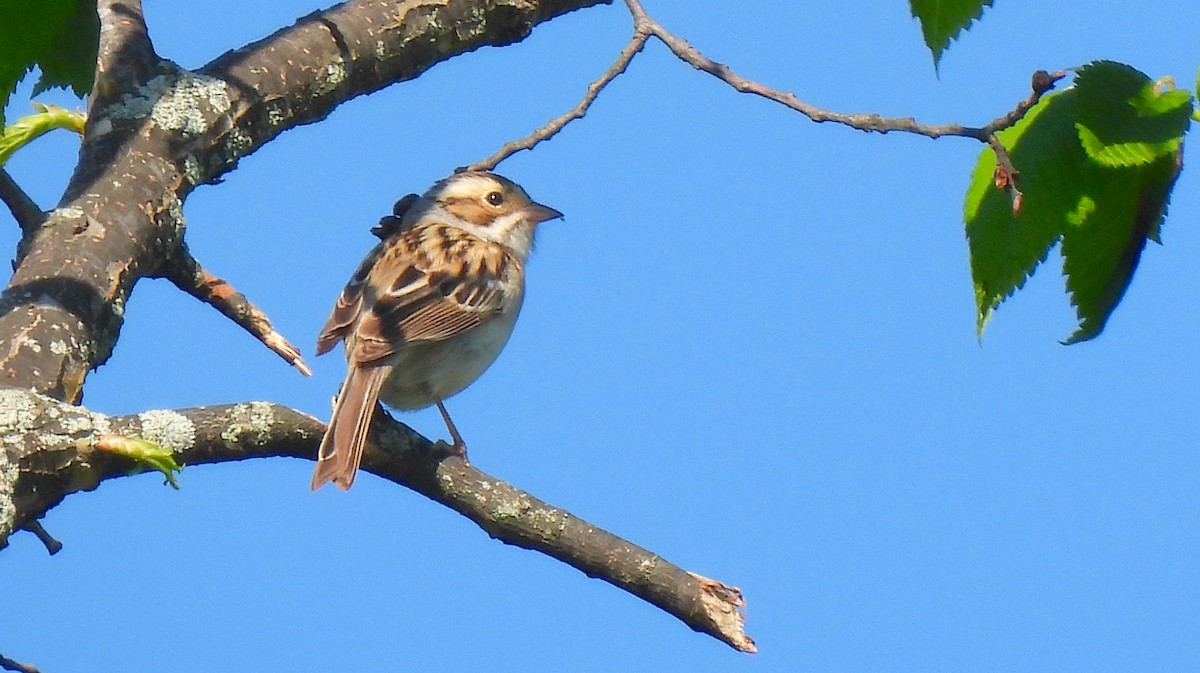 Clay-colored Sparrow - ML619359891