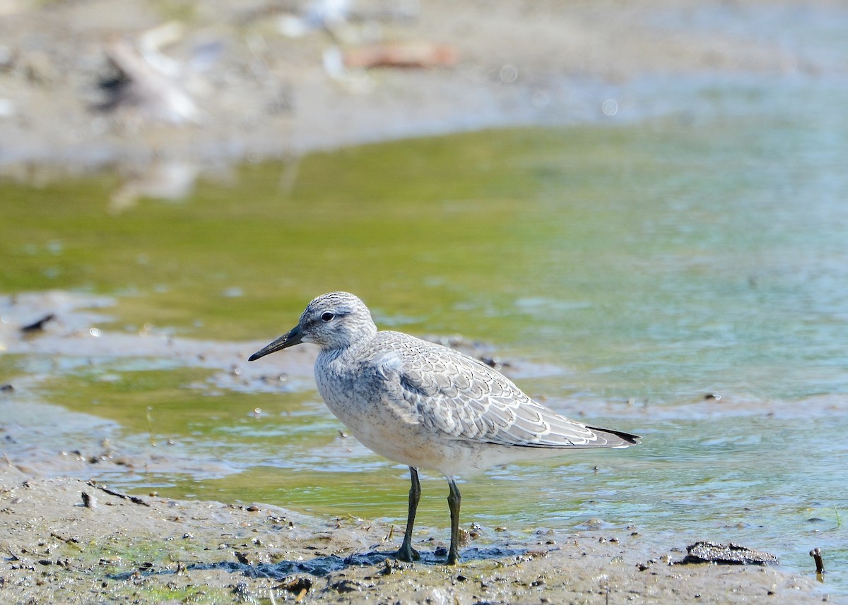 Red Knot - ML619359898