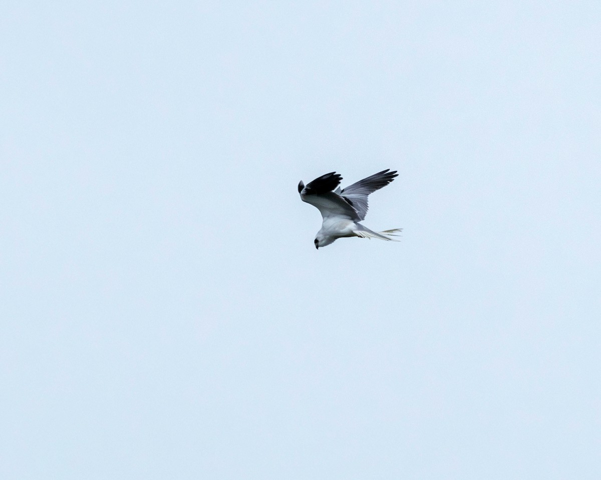 White-tailed Kite - ML619359946