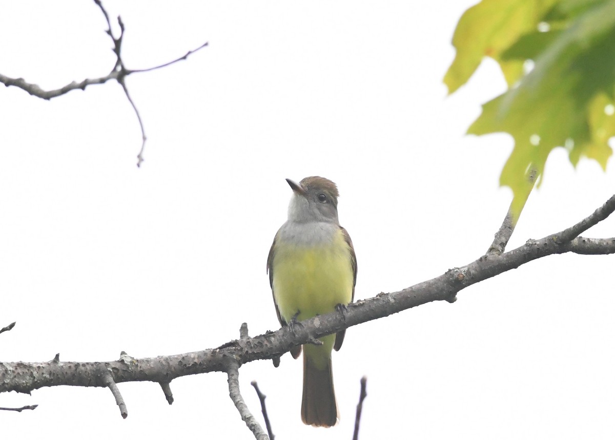 Great Crested Flycatcher - ML619359963