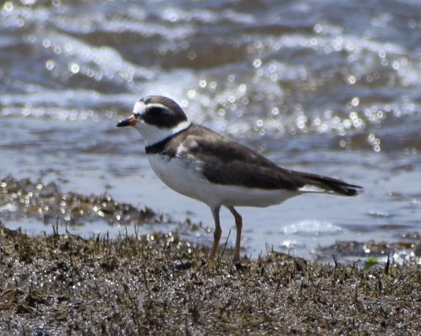 Semipalmated Plover - ML619359976