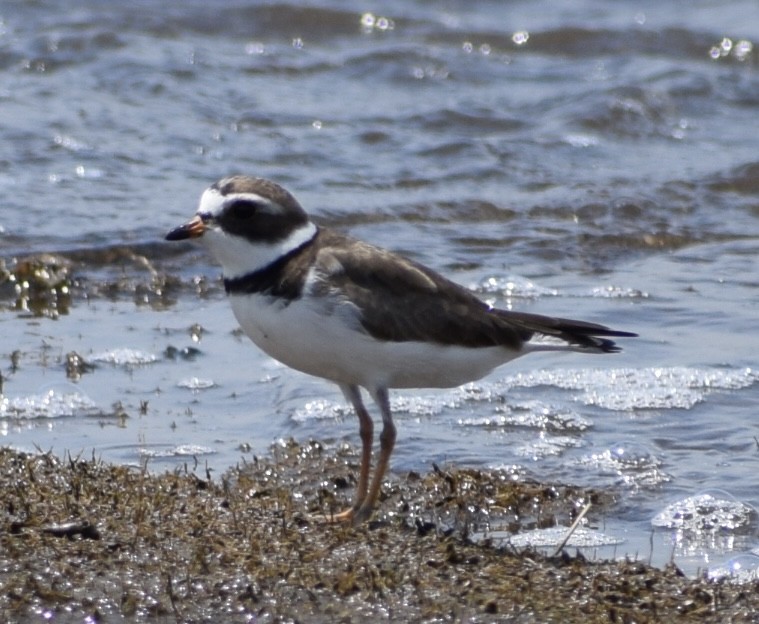 Semipalmated Plover - ML619359977