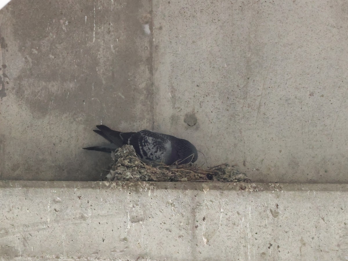 Rock Pigeon (Feral Pigeon) - ML619359986