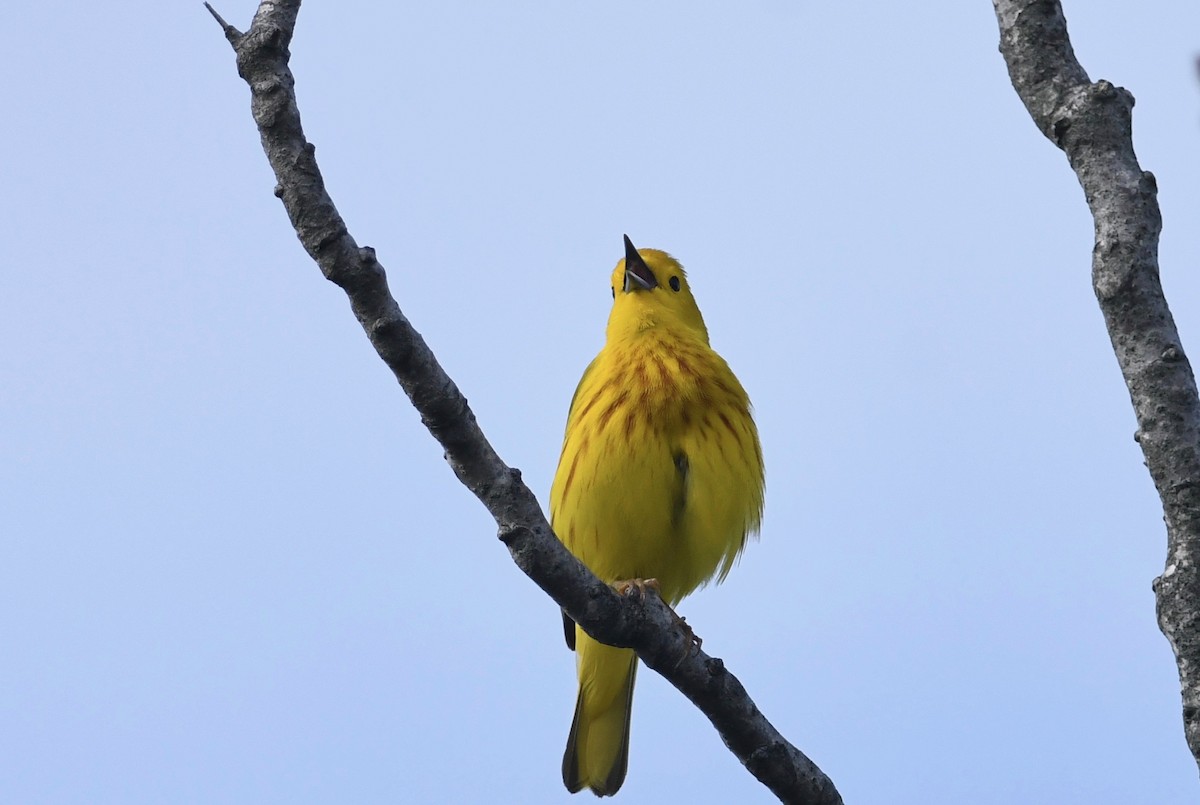 Yellow Warbler - ML619360003