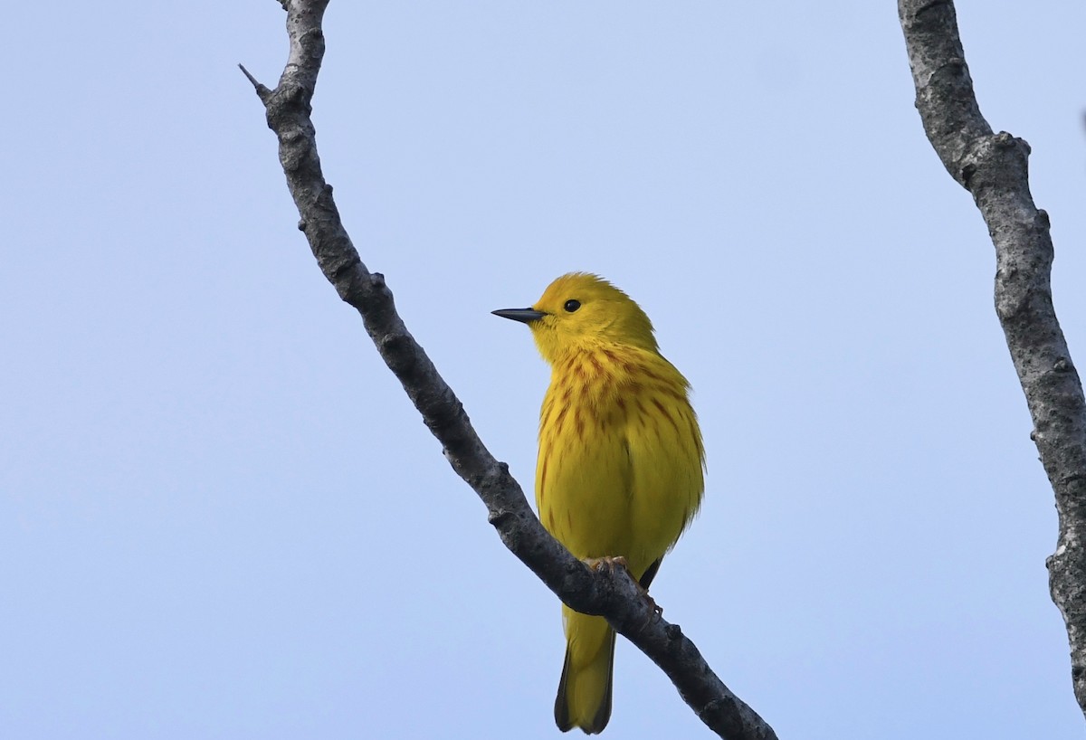 Yellow Warbler - ML619360004