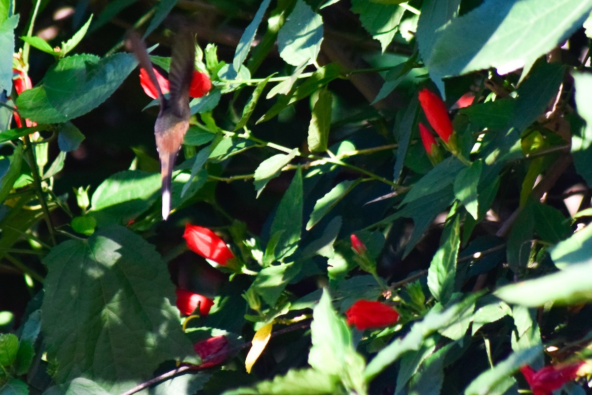 kolibřík Pretreův - ML619360052
