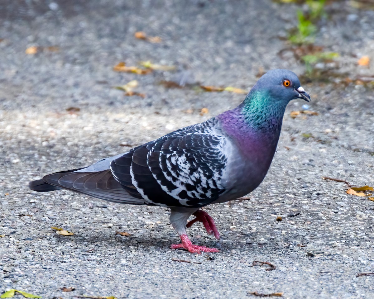Rock Pigeon (Feral Pigeon) - ML619360058
