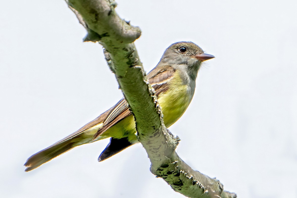 Great Crested Flycatcher - ML619360150