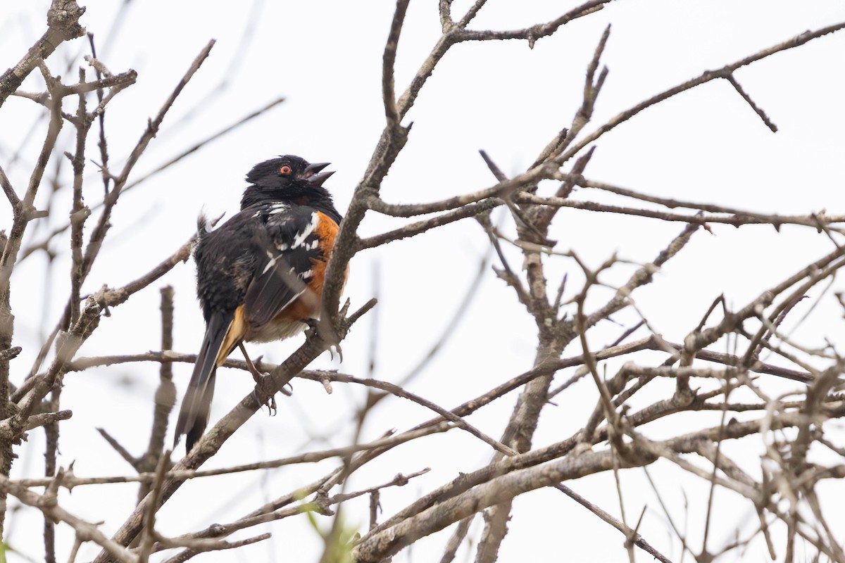 Spotted Towhee - ML619360157