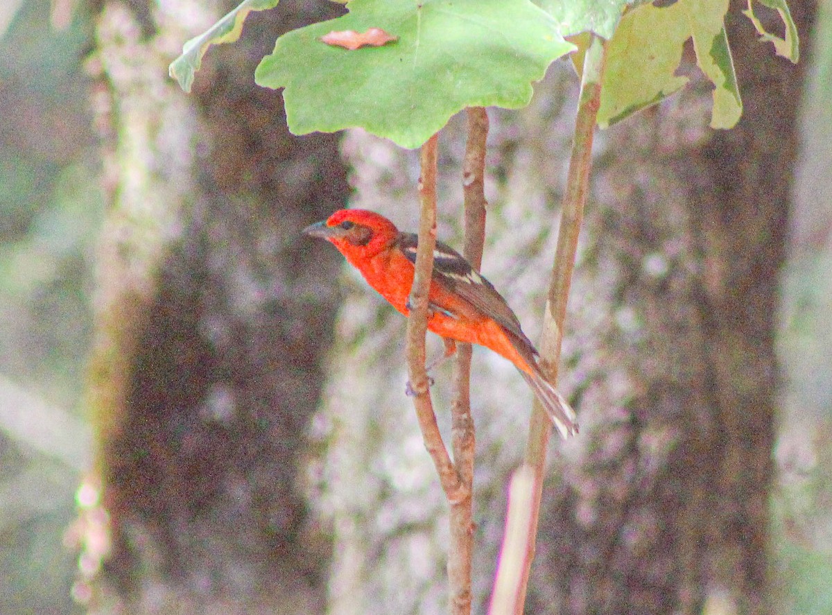 Flame-colored Tanager - ML619360189