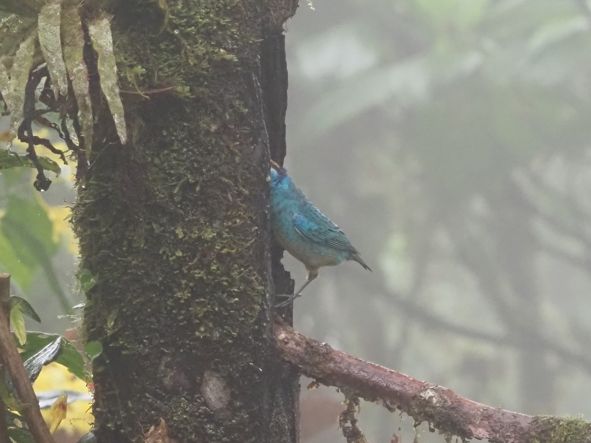 Golden-naped Tanager - ML619360225