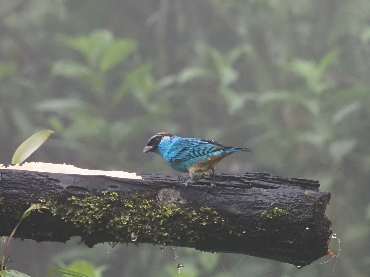 Golden-naped Tanager - ML619360226