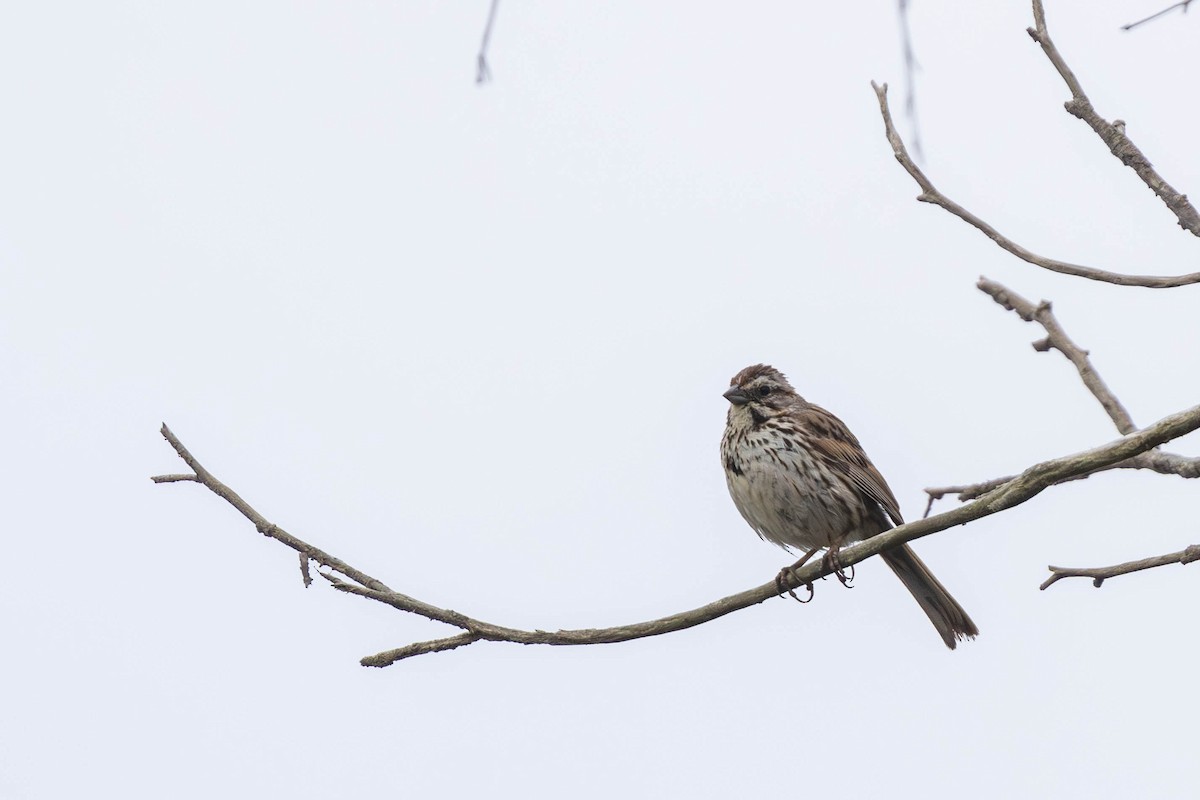 Song Sparrow - ML619360228