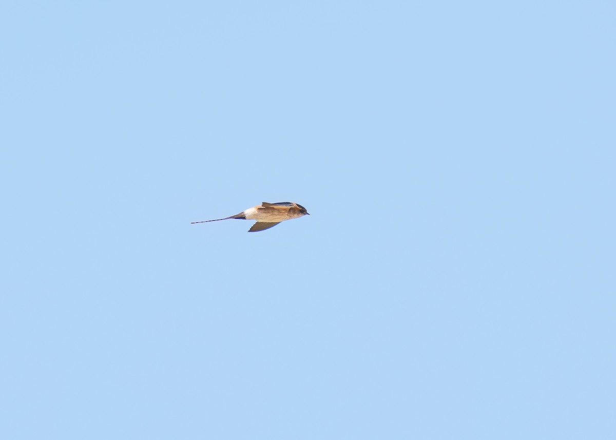 Red-rumped Swallow - ML619360242