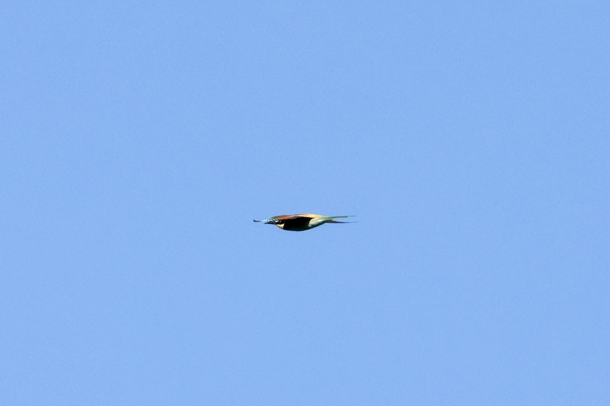 European Bee-eater - ML619360270