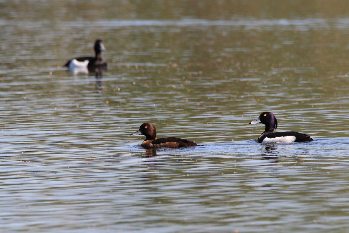 Tufted Duck - ML619360274