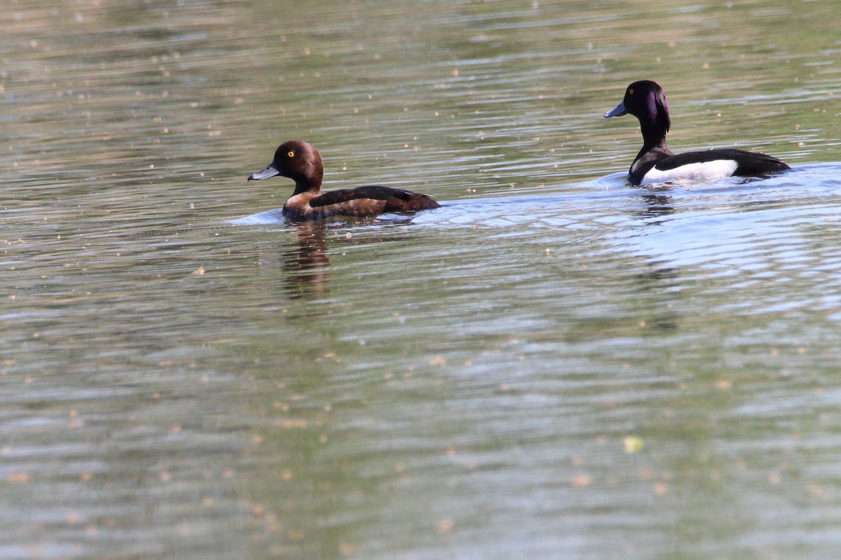 Tufted Duck - ML619360275