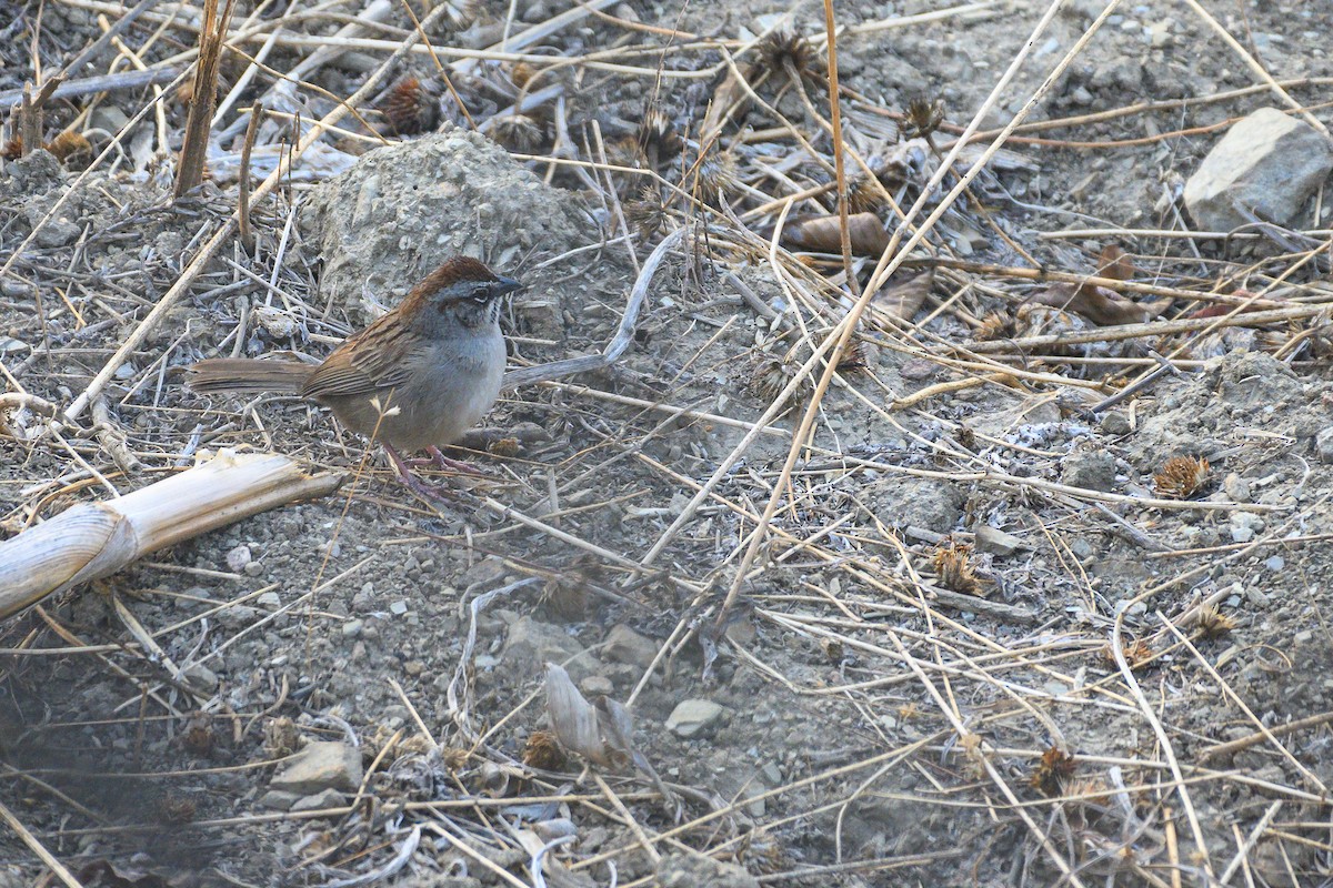 Oaxaca Sparrow - ML619360293