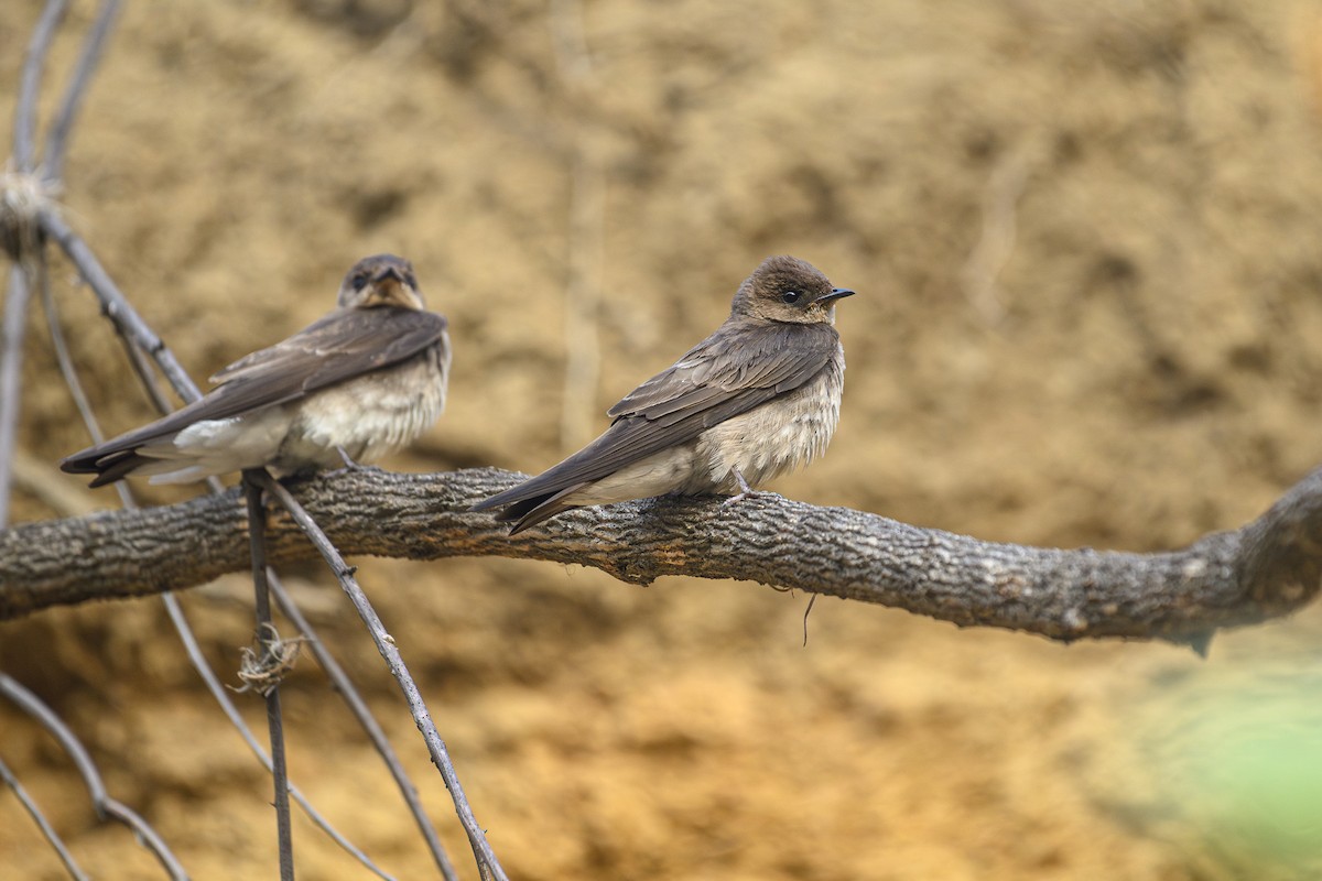 Northern Rough-winged Swallow (Northern) - ML619360324