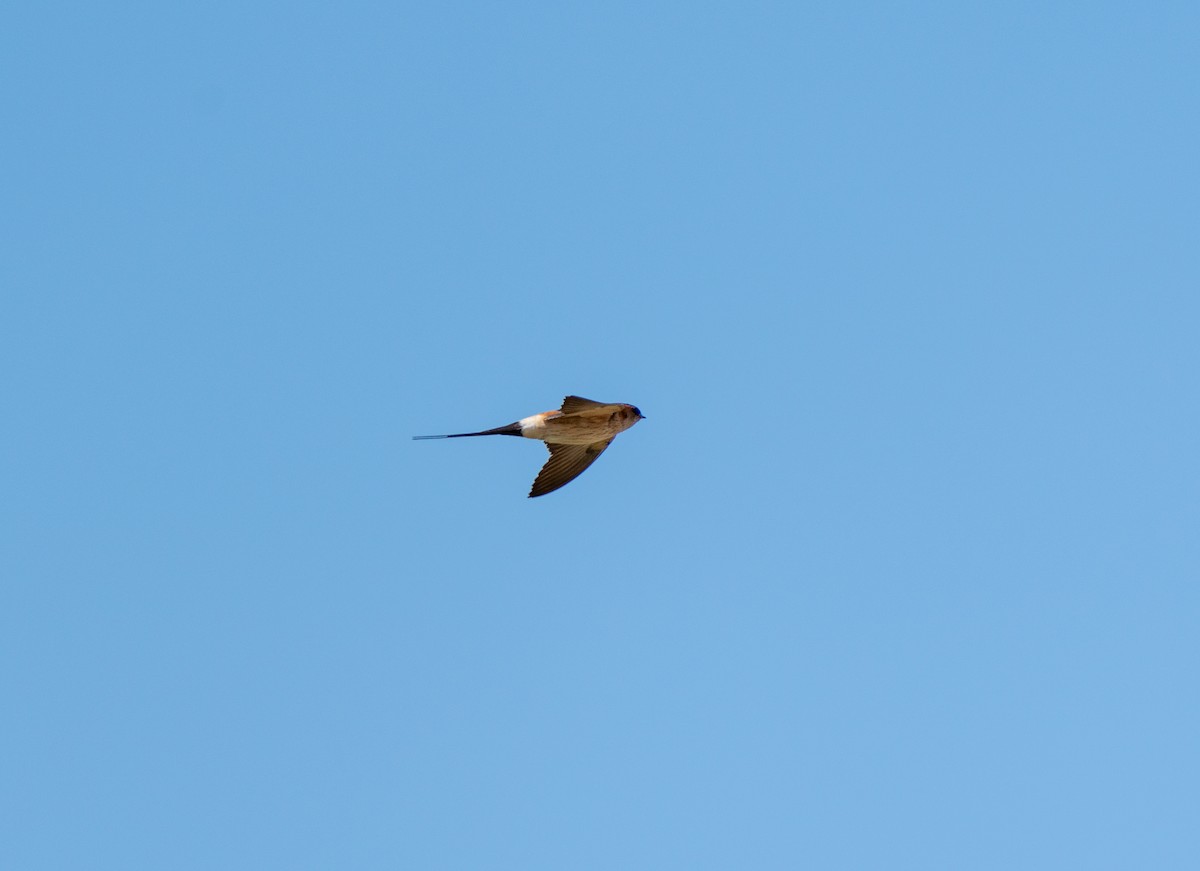Red-rumped Swallow - ML619360328