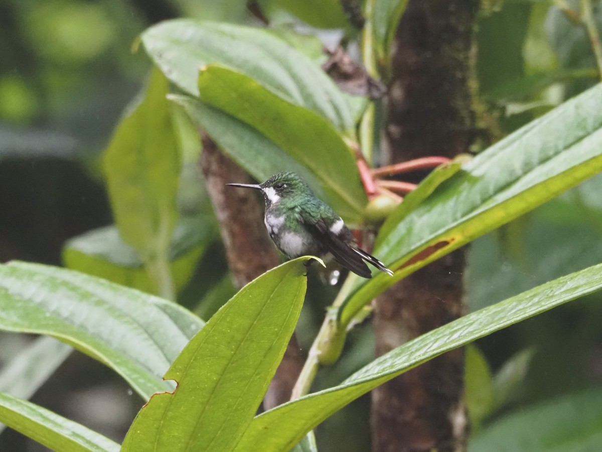 kolibřík trnoocasý - ML619360330