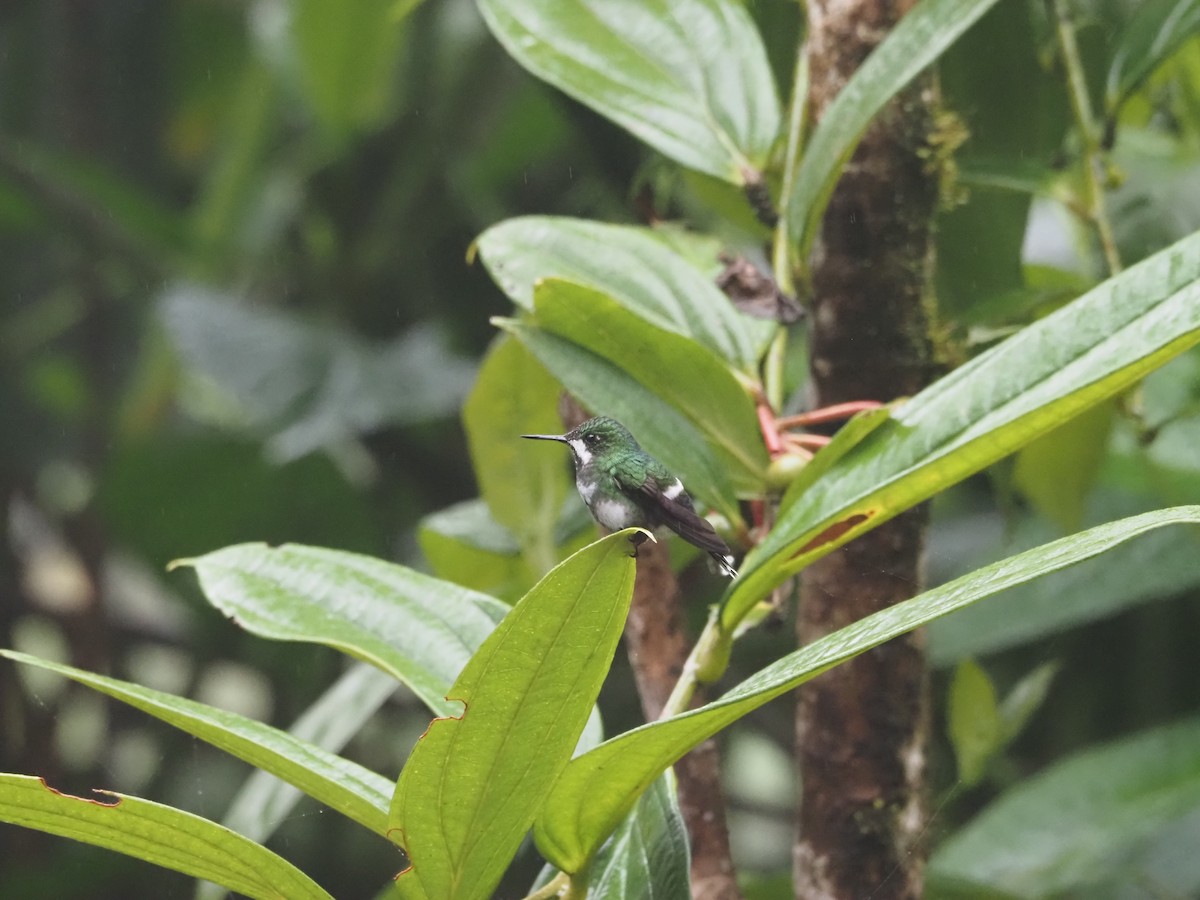 kolibřík trnoocasý - ML619360331