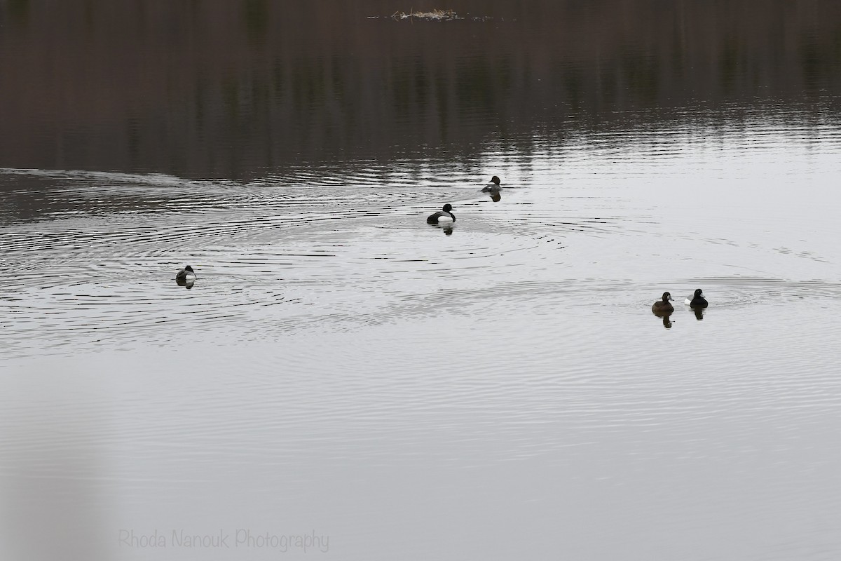 Greater Scaup - ML619360342