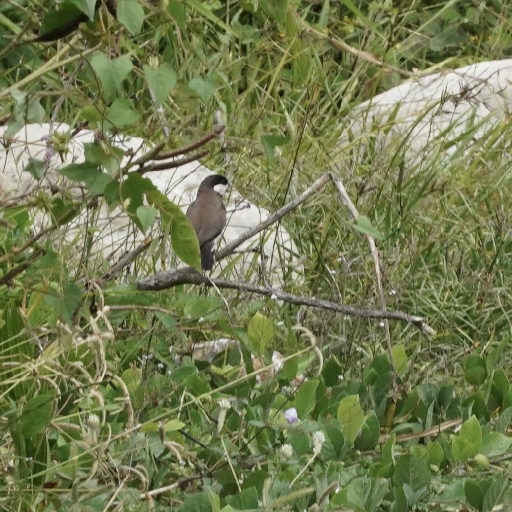 Timor Sparrow - ML619360351