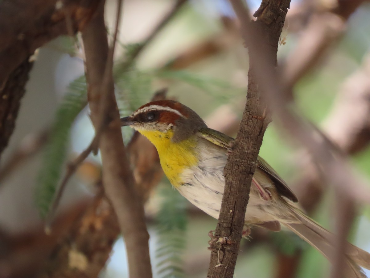 Rufous-capped Warbler - ML619360362