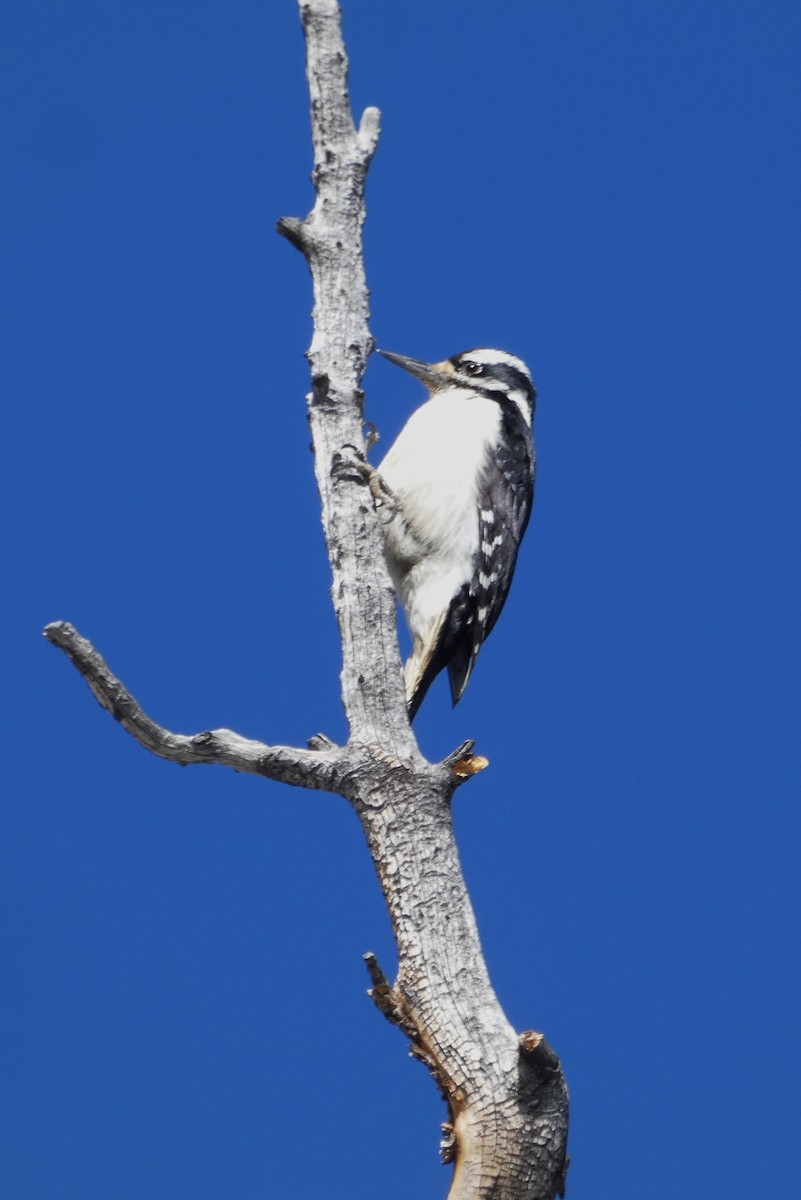 Hairy Woodpecker - ML619360389