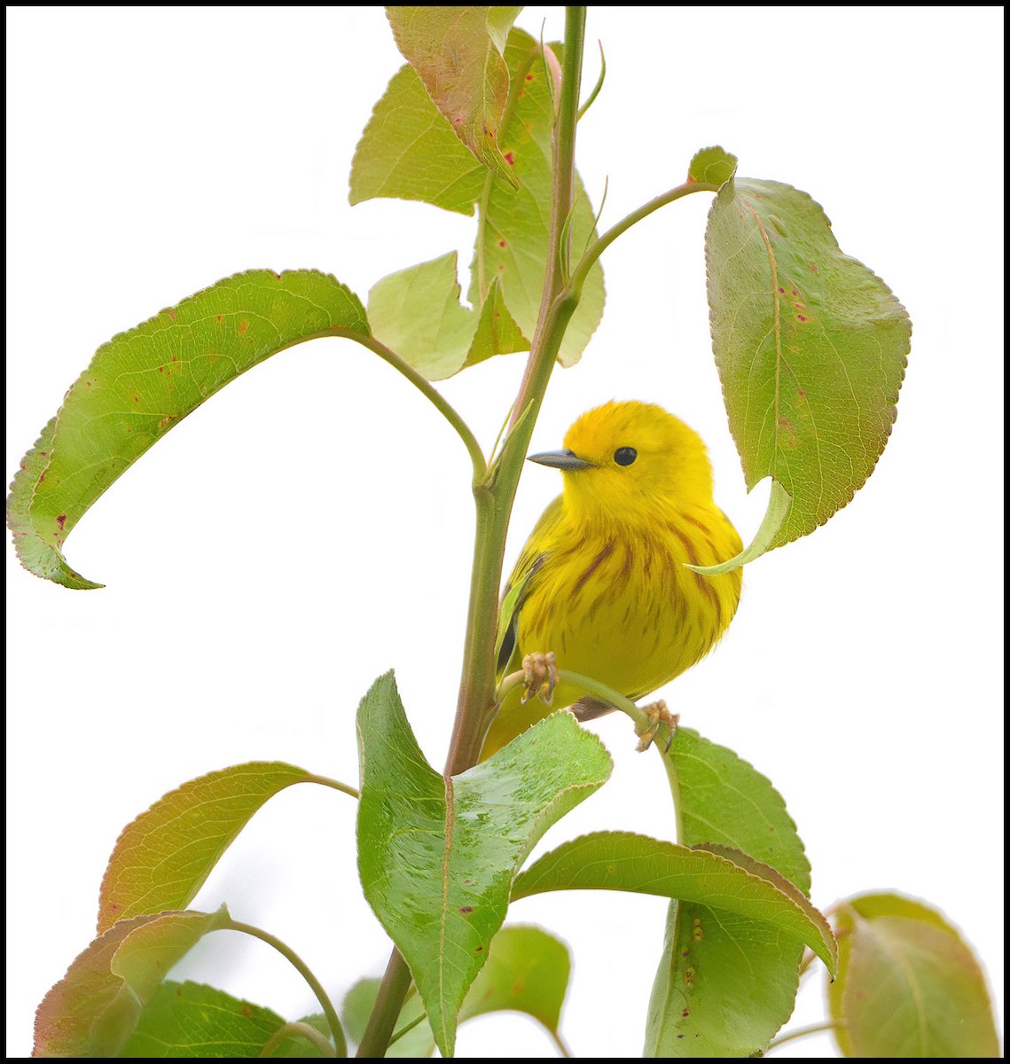 Yellow Warbler - ML619360422