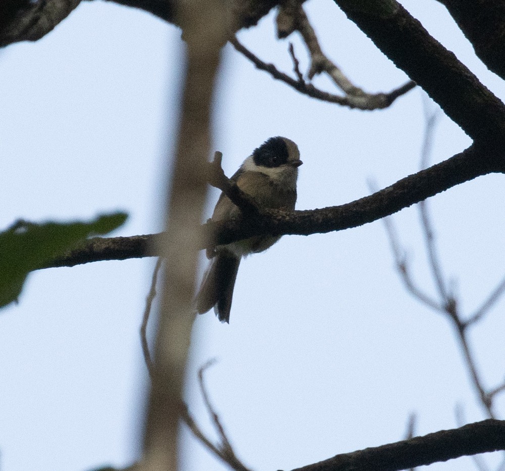 Black-throated Tit (Gray-crowned) - ML619360443